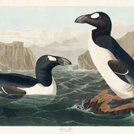 The Great Auk: Gone for Good, Never to Return