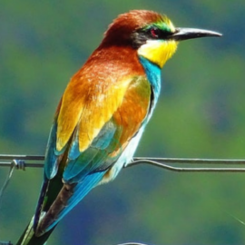 Biodiversity Preservation: Initiatives and Challenges