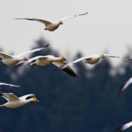 Species Dispersal Affects Global Biodiversity