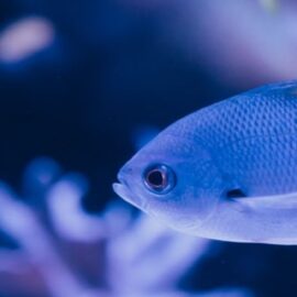 Sea Microorganisms: Their Vital Role in Marine Life