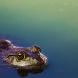 Amphibian Extinction: The Culprit Discovered