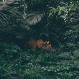 Mass Extinction Timeline: History of Life on Earth
