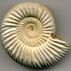 What Caused the Ammonites’ Extinction?