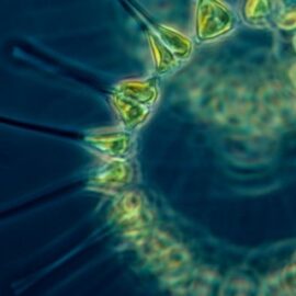 End Ordovician Extinction: The First and the Deadliest