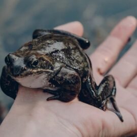 What Is the Eat the Frog Technique?