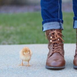 The Question of Human Superiority Over Animals
