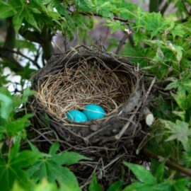 Evolutionary Hypotheses and the Adaptationist Program