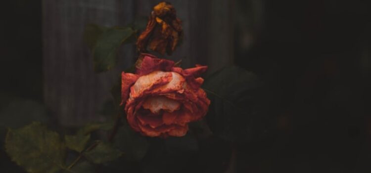 Accepting Mortality: Why We Must Relearn How to Die Accepting Mortality: Why We Must Relearn How to Die
