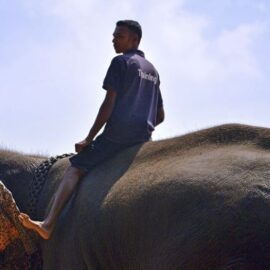 The Elephant and the Rider: The Happiness Hypothesis
