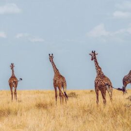Group Selection Is a Myth: Only Genes Matter
