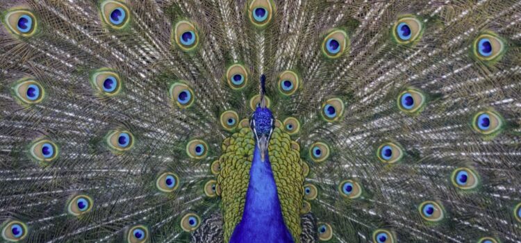 Evolutionary Relationships: Mate Selection & Jealousy Evolutionary Relationships: Mate Selection & Jealousy
