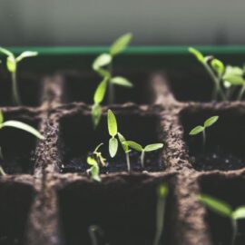 Building Good Habits Is Like Growing a Plant