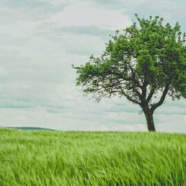 Buddha Under the Bodhi Tree: Learn to Pause