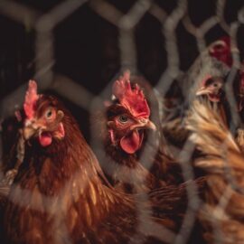 The Meat Industry: Animal Cruelty Is Everywhere