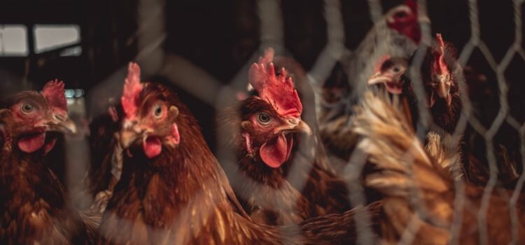 The Meat Industry: Animal Cruelty Is Everywhere The Meat Industry: Animal Cruelty Is Everywhere