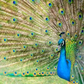 A Guide to Overcompensation in Psychology