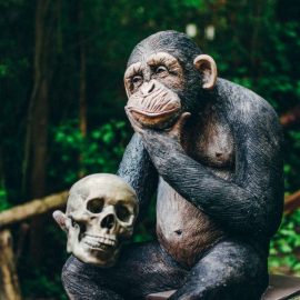 The Black-Ape Association Needs to Be Stopped