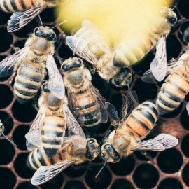 Flip the Hive Switch: How to Be Less Self-Centered