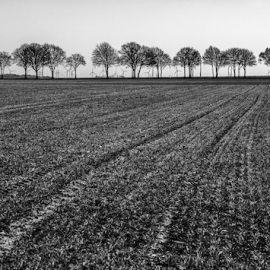 The Insecticide DDT: Dangers and Lies