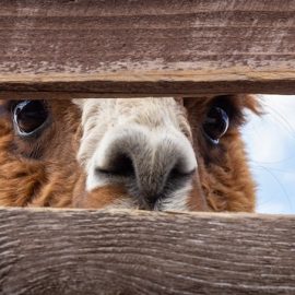 The 2 Ways to Create Interest: Mystery and Curiosity