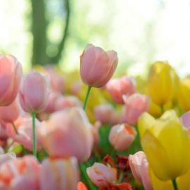 Economic Bubbles in History: Tulip Mania to Bitcoin
