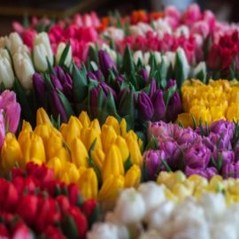The Tulip Craze: History’s First Economic Bubble