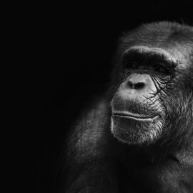 The Sociosexual Habits of Humans and Apes