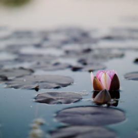 Debunking the Top 4 Mindfulness Myths