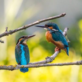 Spiritual Anxiety Relief: What We Can Learn From Birds