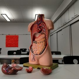 Gut by Giulia Enders: Book Overview