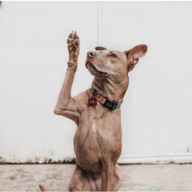 What Martin Seligman’s Dog Experiment Means for Humans