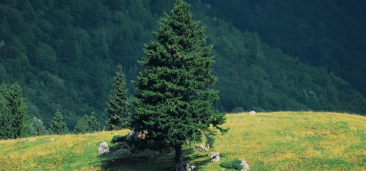 How Birch Contributes to Douglas Fir Trees’ Health How Birch Contributes to Douglas Fir Trees’ Health