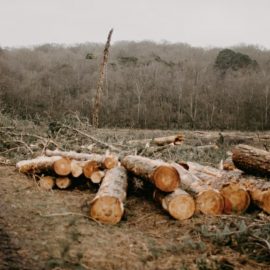Importance of a Sustainable Forest Management Strategy