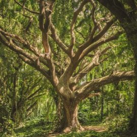 Suzanne Simard’s Mother Tree—Explained