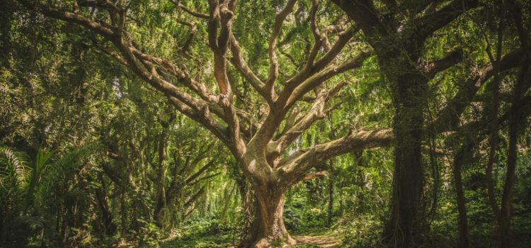 Suzanne Simard’s Mother Tree—Explained Suzanne Simard’s Mother Tree—Explained