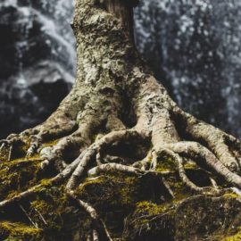 The Underground Fungal Network’s 2 Functions