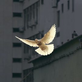 Is the World More Peaceful Today? Steven Pinker Says Yes