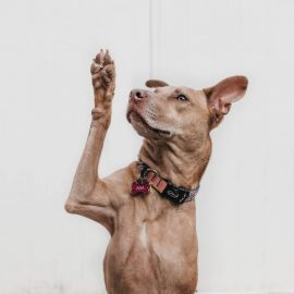 The Importance of Asking Questions: Exposing Flaws & Gaps