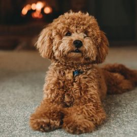 Why Are Dogs So Expensive Right Now? Blame COVID