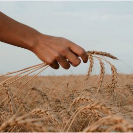 The Ukraine Food Crisis: Who’s Hurting the Most?