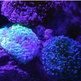 The Microbiome and Immune System: How They Work Together