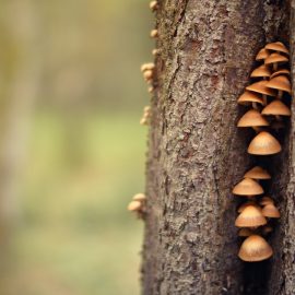 History of Psychedelics: From Ancient Greece to Today