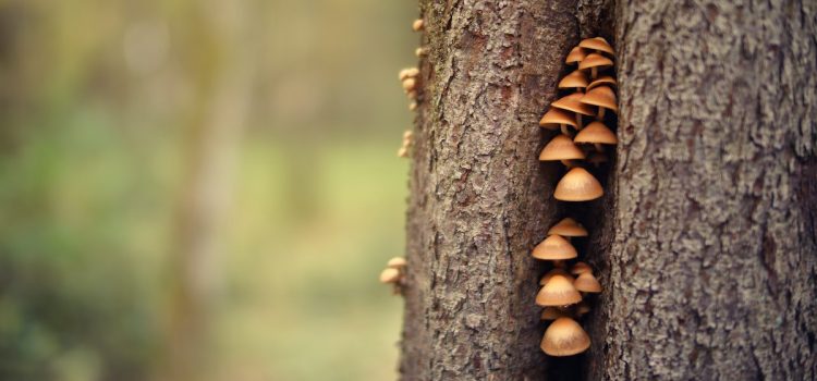 History of Psychedelics: From Ancient Greece to Today History of Psychedelics: From Ancient Greece to Today