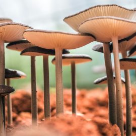 The Benefits of Psychedelics for Individuals and Society