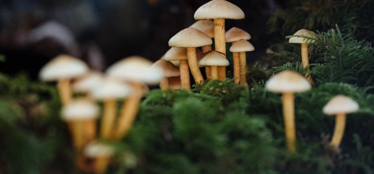 The Science of Psychedelics: How They Affect the Human Brain The Science of Psychedelics: How They Affect the Human Brain