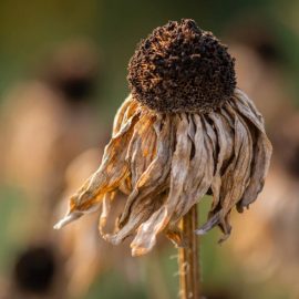 The Unexpected Side Effects of Global Warming