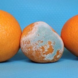 The Link Between Malfunctioning Proteins and Aging