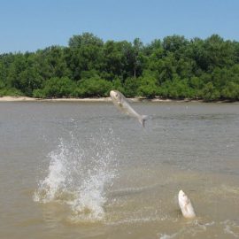 The Cost of Invasive Species Is Growing With Climate Change
