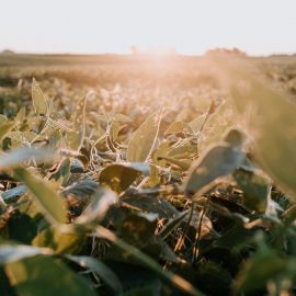 A soybean field with crops.