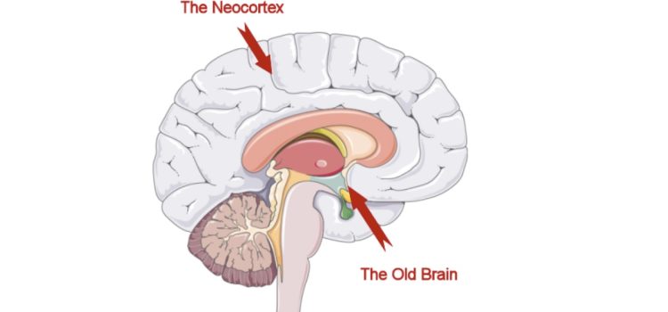 The Old Brain: A Neuroscientist Explains Why We Need It a diagram of the old brain and the neocortex